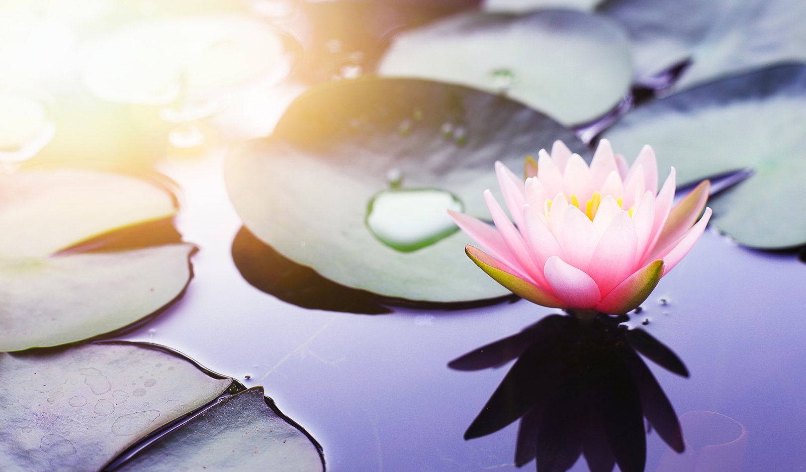 Beautiful Pink Lotus Flower - Water Lily in Pond Blossom in the Morning with Sunlight against Nature Background. Buddha and Zen Concept